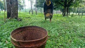 Jejak Kejayaan Pala Nusantara