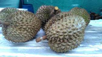 Durian Ini Dihargai Rp1 Juta per Buah