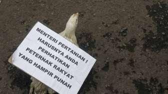 Peternak Boyong Ayam ke Istana