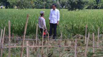 Penyebab Daya Beli Petani Turun di Musim Panen