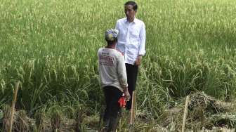 Presiden Jokowi Sapa Petani