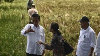 Presiden Jokowi Sapa Petani