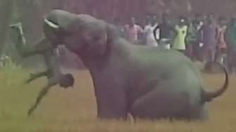 Gajah Ngamuk Masuk Kampung, 5 Orang Tewas Terinjak