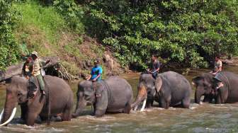 Patroli Gajah Liar di Aceh