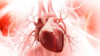 Fungsi Otot Jantung, Salah Satunya Memperkuat dan Menjaga Jantung