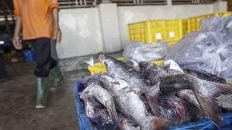 Produksi Ikan Muara Angke Menurun