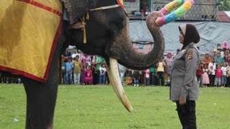 Atraksi Gajah Way Kambas Lampung Dibuka Lagi