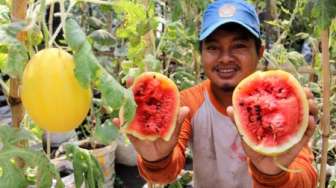 Ini Jadinya Jika Semangka Dikawinkan dengan Melon