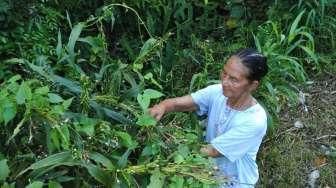 Hadiah Tuhan, Berkah Biji Pohon Arere Buat Warga Desa Labian