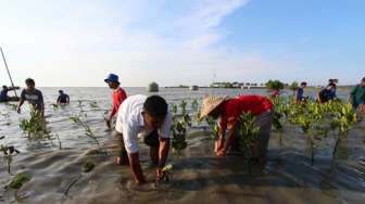 Menanam 1.000 Mangrove di Pantai Rusak Akibat Pengerukan