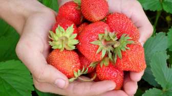 Bali Tidak Hanya ke Pantai, di Lokasi Ini Bisa Wisata Petik Buah Strawberry