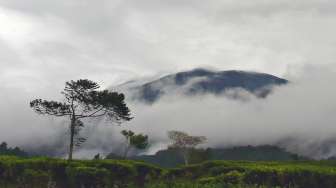 Gunung Gede Pangrango: Sejarah, Mitos, dan Wisata yang Wajib Diketahui