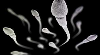 Lelaki Tak Pernah Ejakulasi, Sperma di Buah Zakar Jadi Apa Ya?