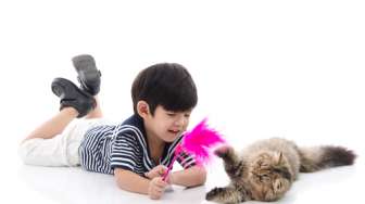 5 Fakta Menarik Tentang Ekor Kucing, Tak Sekadar Hiasan Lho