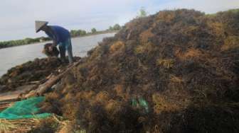 Indonesia Merugi Jika Rumput Laut Tak Dianggap Pangan Organik