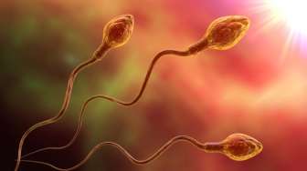 Benarkah Menelan Sperma Bisa Meningkatkan IQ? Ini Temuan Studi Penelitian!
