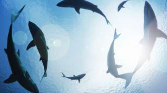 Konflik Mematikan Hiu dan Ikan Pedang, Sinyal Bahaya Kerusakan Laut