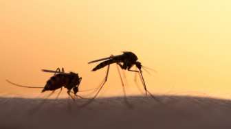 Penyakit Musim Hujan, Warga Diminta Waspadai Demam Berdarah Dengue
