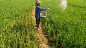 Isu Pemerintah akan Melakukan Pembatasan Penyaluran Pupuk Subsidi Semakin Santer, Pengamat: Dapat Membebani Para Petani