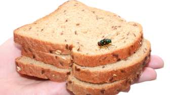7 Cara Mengusir Lalat agar Tidak Bertelur di Makanan, Gampang Bisa Pakai Bahan Dapur