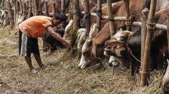 Agar Tidak Bahayakan Anak, Ini Imbauan KPPPA Soal Hewan Kurban Idul Adha