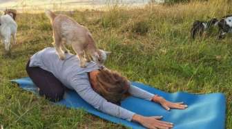 Kocak, Yoga di Sini Anda akan Ditemani Kambing