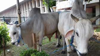Janda Ini Yakin Seekor Sapi Jelmaan Mendiang Suaminya