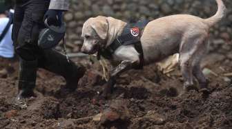 Anjing Pelacak Dikerahkan Mencari Korban Banjir