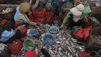 Kapasitas dan Kualitas Ikan Tangkapan Nelayan