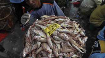 Kapasitas dan Kualitas Ikan Tangkapan Nelayan