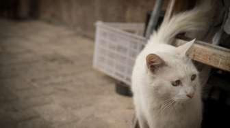 Tips Agar Kucing Peliharaan Tidak Nakal di Rumah