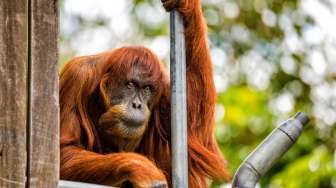 Puan Dinobatkan Sebagai Orangutan Tertua di Dunia