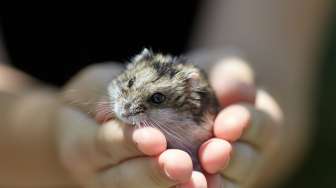 Ribuan Hamster di Hong Kong Bakal Dimusnahkan, Ciumi Hewan Peliharaan Juga Dilarang