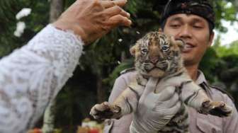 Peringatan Hari Tumpek Kandang