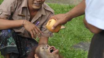 Peringatan Hari Tumpek Kandang