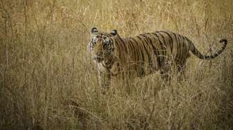 Lupa Tutup Kandang, Pegawai Taman Safari Tewas Diterkam Harimau