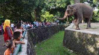 Pilkada Jakarta, Hewan-hewan Bisa Istirahat karena Ragunan Tutup