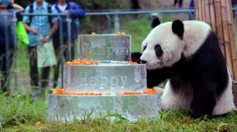 Panda Berlibido Tinggi, Juru Selamat Spesiesnya, Mati