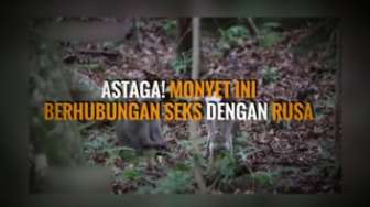 Astaga! Monyet Ini Berhubungan Seks dengan Rusa