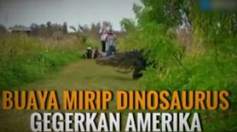 Buaya Besar Mirip Dinosaurus Gegerkan Dunia