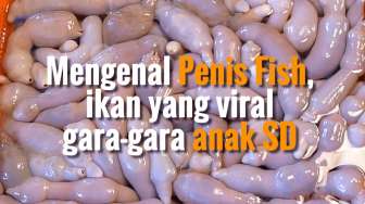 Ini Penis Fish, Ikan yang Bikin Jokowi Kaget