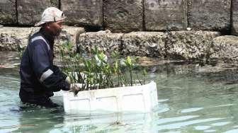 Sejumlah warga menanam bibit mangrove di Kepulauan Seribu, Jakarta, Sabtu (4/2).