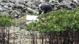 Komunitas Ini Olah Lima Jenis Mangrove Jadi Makanan