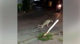 Viral, Video Anjing 'Pura-pura Lumpuh' Ini Hebohkan Netizen!
