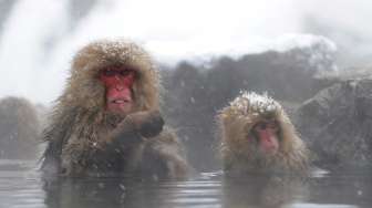 Santai... Monyet Salju Juga Berendam Air Panas untuk Hilangkan Stres