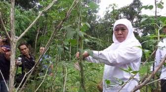 Bawa Banyak Poster Jokowi, Khofifah Menteri Pertama yang Ke Puncak Jaya