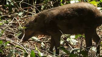 Balas Dendam, Warga Desa di Banyumas Buru Babi Hutan yang Lukai Warga