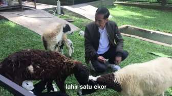 Presiden Jokowi Pamer Anak Kambing di Facebook