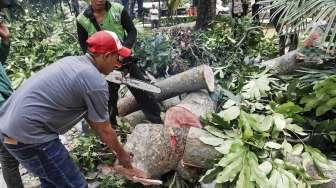 Petugas memotong batang pohon yang tumbang hingga menutupi jalur bus Transjakarta di kawasan jalan Medan Merdeka Barat, Jakarta, Minggu (19/3/2017).