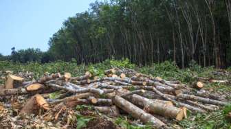 Greenpeace Indonesia Tantang KLHK Buka-bukaan Data Deforestasi